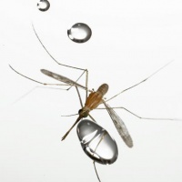Кои хора стават по-често жертва на комарите
