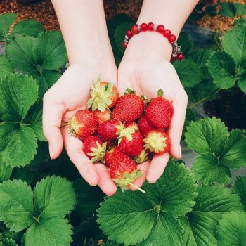 Здравословните ползи от ягодите
