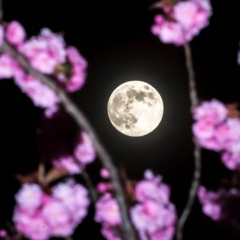 Розовата Луна на 19 април носи яснота за връзките и парите