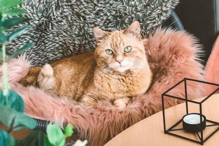 Котките са новите инфлуенсъри. Вашата може да е следващата!