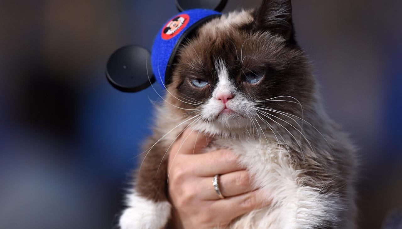 Почина най-известната и богата котка в света - Grumpy Cat