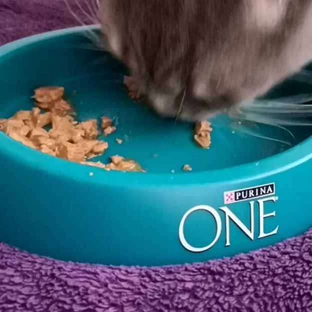 Запознайте се с първата котка инфлуенсър