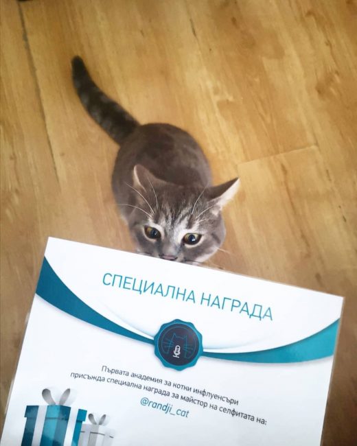 Запознайте се с първата котка инфлуенсър