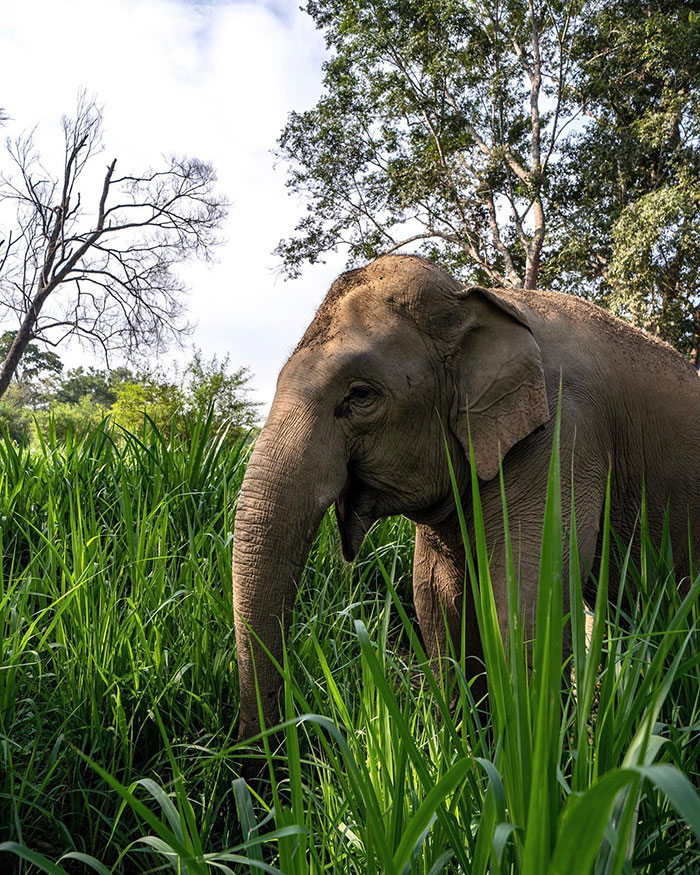Преживяване веднъж в живота: Да заспиш със слоновете