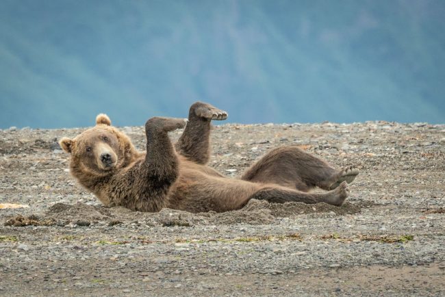 Светът е оцелял, защото се е смял: Най-забавните снимки на животните от началото на годината