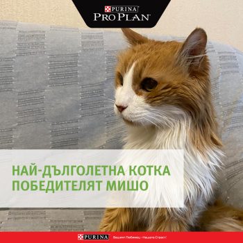 Котето Мишо е победител в конкурса за най-дълголетна котка в България