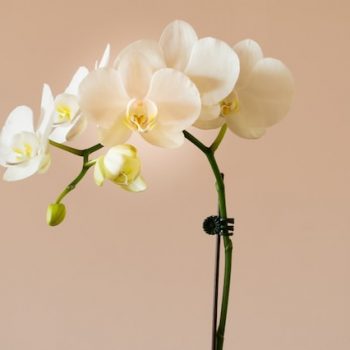 Как да отглеждаме орхидея в хола си?