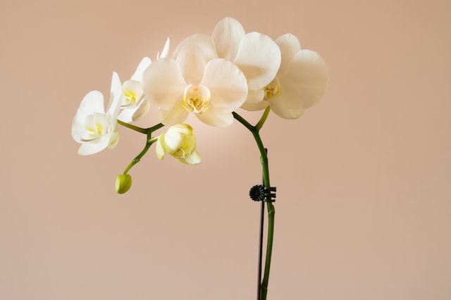 Как да отглеждаме орхидея в хола си?