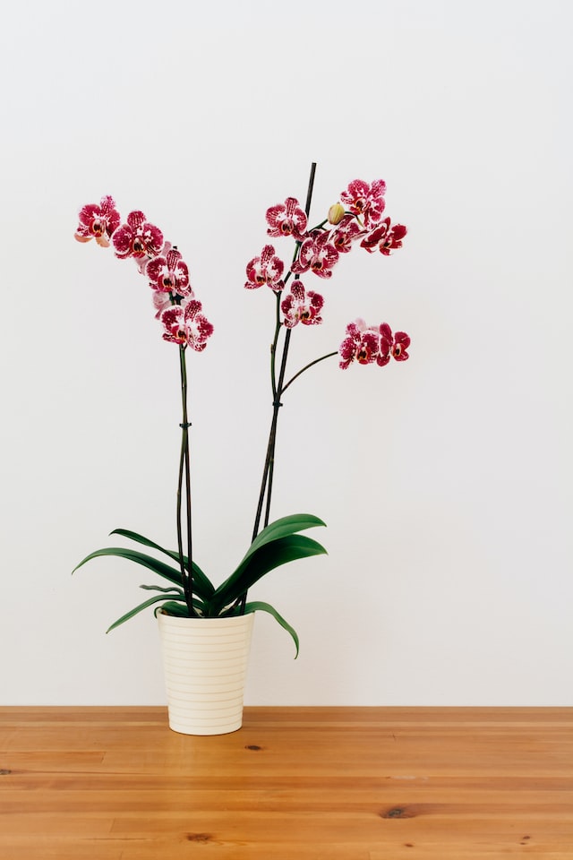 Следвайки тези лесни съвети, сме сигурни, че ще запазите орхидеите си непокътнати и много красиви.