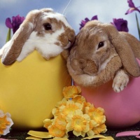 7 факта за Великденския заек, които не сте чували