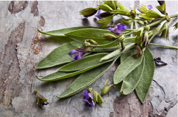 Тайните на билките: изпитани рецепти за природолечение